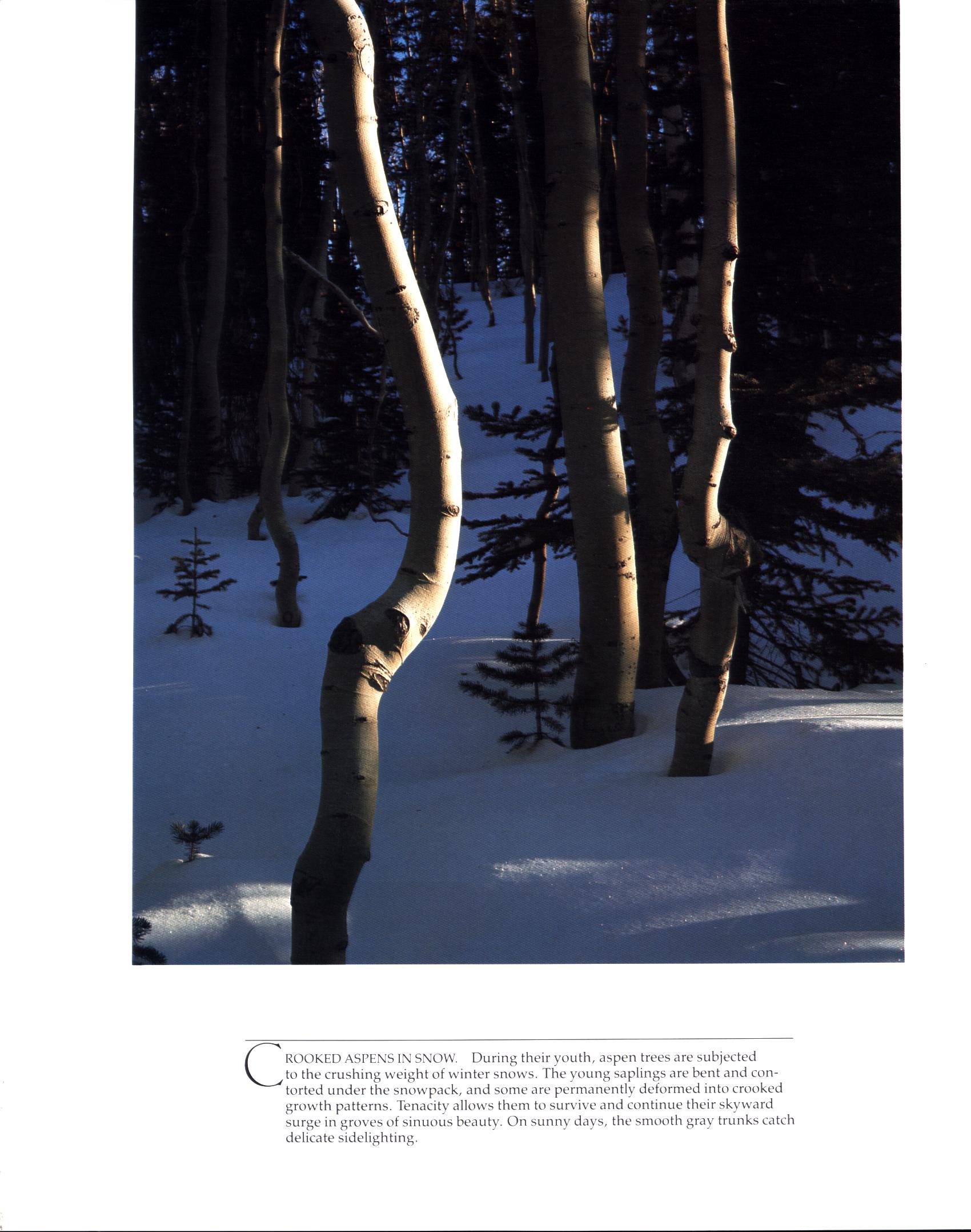 GRAND TETON NATIONAL PARK: where lightning walks. GRTE0696o